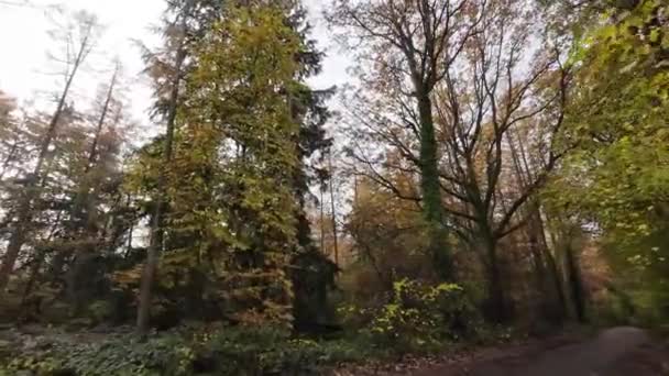 秋天的车道 大自然调色板的万花筒 — 图库视频影像