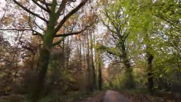 秋天的车道 大自然调色板的万花筒 — 图库视频影像
