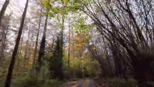 秋のドライブ 自然のパレットのカレイドーシスコープ — ストック動画