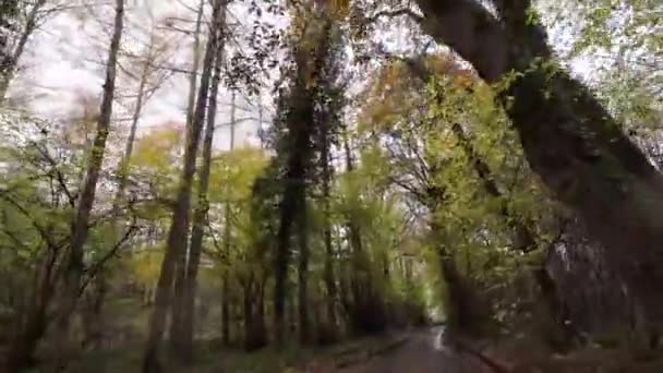 Autumn Drive Kaléidoscope Palette Nature — Video