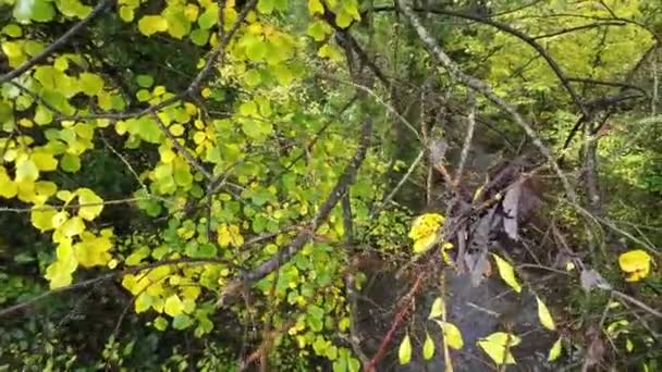 Ngiltere Ulusal Parkı Nda Rıhtım Kenarı Huzuru Sonbahar Mutluluğu — Stok video