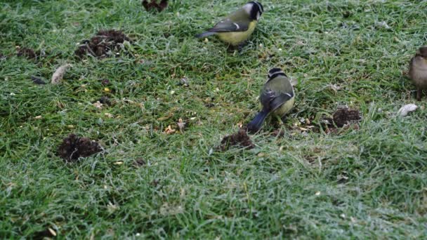Păsări Mici Colorate Acțiune — Videoclip de stoc