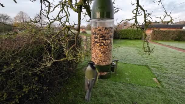 Eylemdeki Küçük Renkli Kuşlar — Stok video