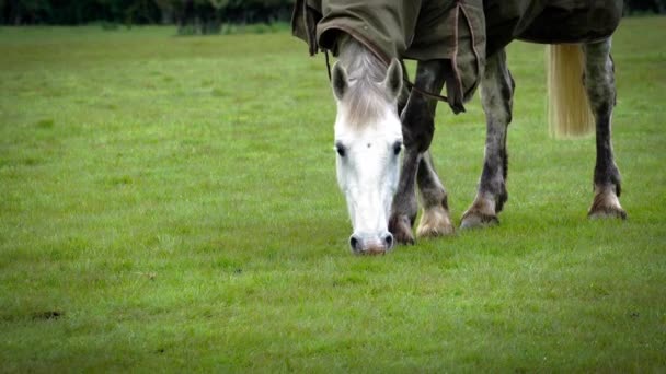 Hoofbeats Grass Stains Een Verhaal Van Paarden Boerderij — Stockvideo