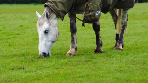 Hoofbeats Grass Stains Tale Horses Farm Dalam Bahasa Inggris — Stok Video