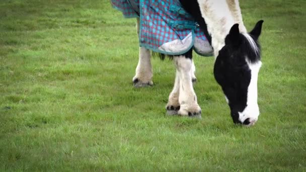 Kopyta Plamy Trawy Opowieść Koniach Farmie — Wideo stockowe