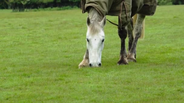 Hoofbeats Grass Stains Een Verhaal Van Paarden Boerderij — Stockvideo