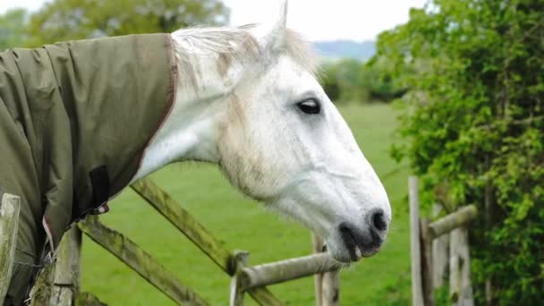 Hoofbeats Manchas Grama Conto Cavalos Fazenda — Vídeo de Stock