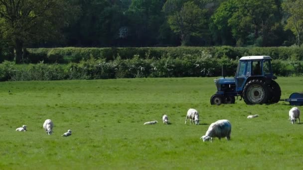 Whispers Meadow Journey Farm Life — стоковое видео