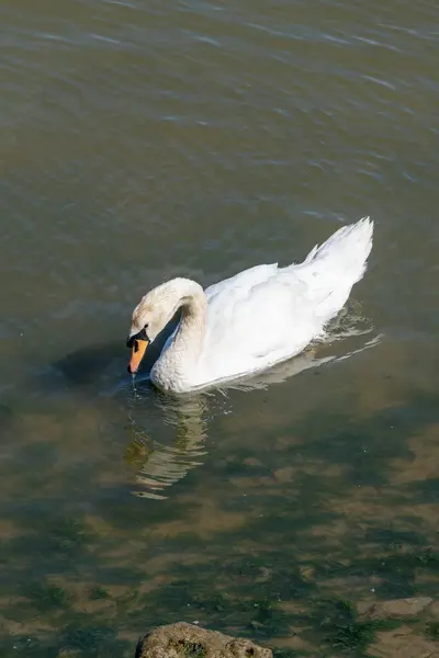 stock image Graceful Swan Glides on River Beauty