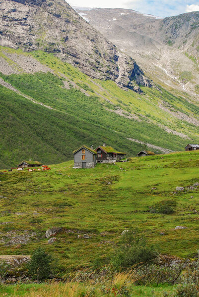 Cows graze in a pasture in the mountains, with a mountain hut and glacier-covered mountains in the background. Norway, Scandinavia.