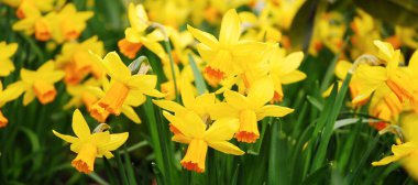 Sarı nergis çiçekleri baharda parkta yetişir. Narcissus Jonquilla Alanı.