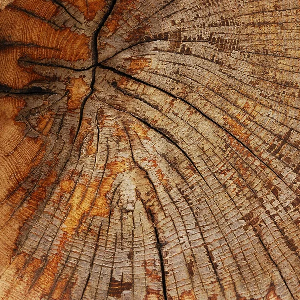 Cross Section Tree Trunk Background Texture — Stock Photo, Image