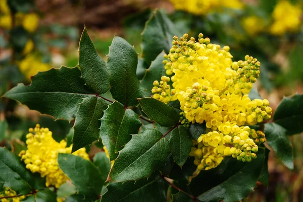 Mahonia Aquifoliumは Berberidaceace科の観賞用低木です 春の装飾庭園や公園に黄色の花が咲きます — ストック写真