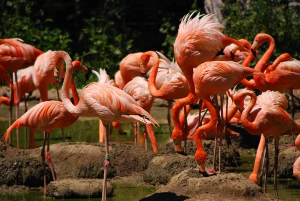 stock image Flamingos stand in the water on a beautiful sunny day, group. Zoo Madrit Spain.