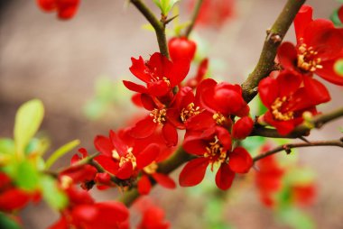 Chaenomeles japonica, Japon ayva kuşu veya Maule aygırı olarak da bilinir, ilkbaharda açan ve kırmızı çiçekleri olan bir çalılıktır..