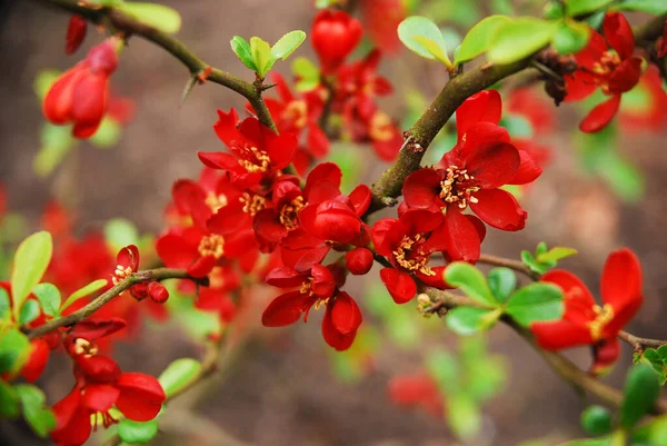 秋に花を咲かせ 赤い花を咲かせる低木 シャエノメレジャポニカ — ストック写真