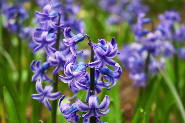 stock image Hyacinthus orientalis, common hyacinth, garden hyacinth or Dutch hyacinth. The plant has purple flowers.