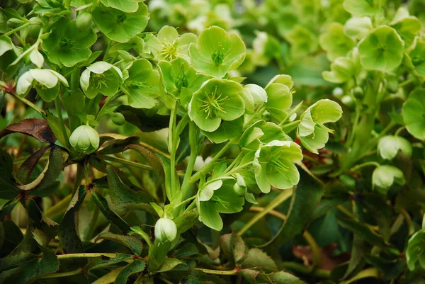 Helleborus, baharda yeşile dönen dekoratif bir çiçektir..