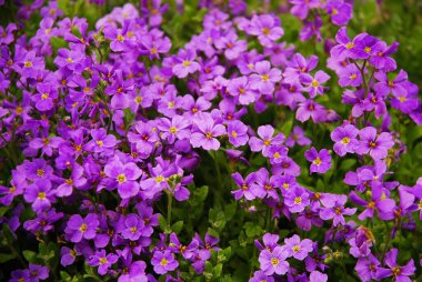 Aubrieta deltoidea, leylak ağacı, mor kaya teresi ve gökkuşağı kayası teresi olarak bilinir. İlkbaharda mor açan bir çiçek.