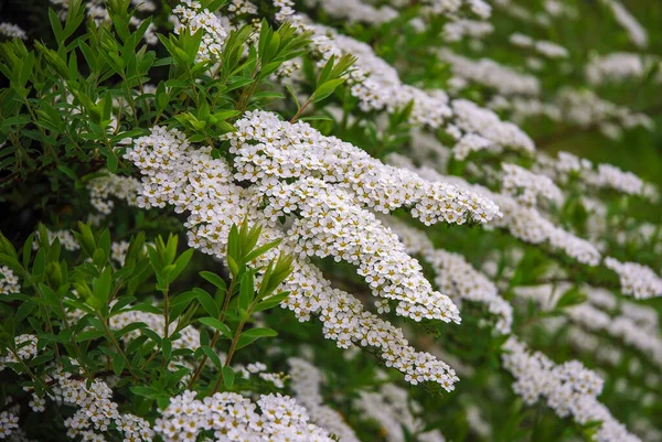 Spiraea Vanhouttei Egy Díszcserje Amely Tavasszal Virágzik Növénynek Fehér Virágai — Stock Fotó