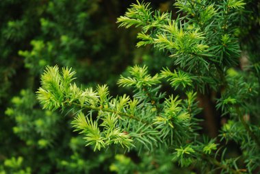 Taxus baccata, İngiliz porsuğu, porsuk ya da Avrupa porsuğu olarak bilinir. Süslü yeşil ağaç.