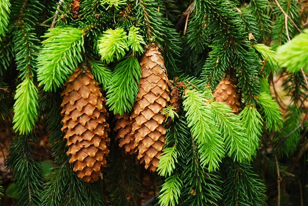 Picea Abies Árbol Conocido Como Abeto Noruega Abeto Europeo Conos —  Fotos de Stock