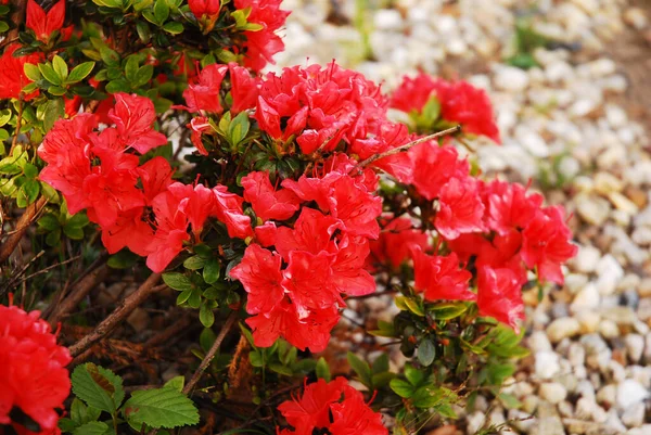 Rhododendron Japonicum Känd Som Japansk Azalea Prydnadsbuske Växten Har Dekorativa — Stockfoto
