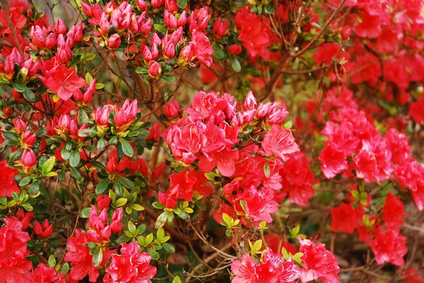ツツジ ツツジ 日本のツツジとして知られる観賞用の低木 植物は装飾的な赤い花を持っています — ストック写真
