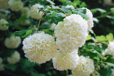 Viburnum opulus, guelder-rose veya guelder rose, büyük beyaz çiçekleri olan bir çalılıktır. Süslü bir bitki..
