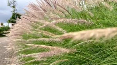 Cogon Çimi rüzgârla savruldu. Kogon otları bir pirofittir. Son derece yanıcıdır, özellikle tropikal iklimlerde hala yeşil görünse bile..