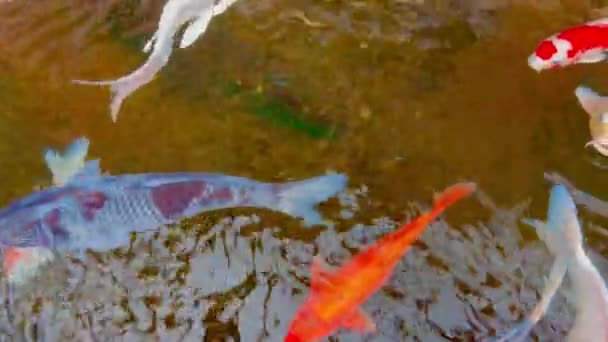 五彩缤纷的观赏鱼漂浮在人工池塘里 从上方看去 乌贼鱼或奇异鲤鱼在池塘里游泳 — 图库视频影像
