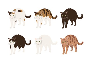 Kedi Yannoka basamağının görüntüsü