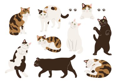 Çeşitli şekillerdeki kedi resimleri ve pozlar