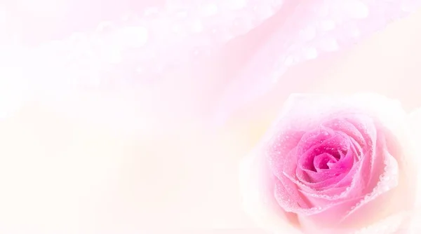 ウォータービーズとバラの花びらはロマンチックな愛の雰囲気の背景を持っています — ストック写真