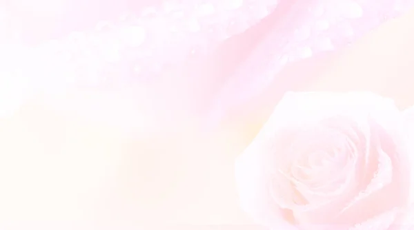Bloemblaadjes Met Waterkralen Rozen Hebben Achtergrond Van Romantische Liefde Sfeer — Stockfoto