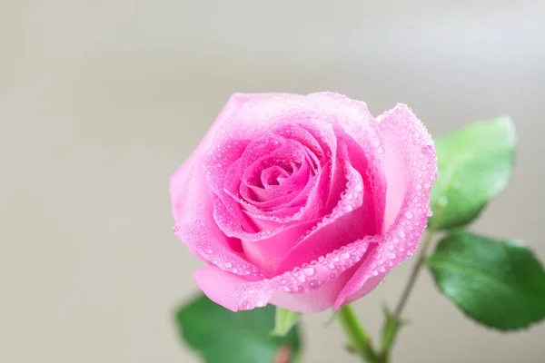 Una Rosa Rosa Manchada Agua —  Fotos de Stock