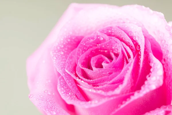 Une Rose Tachée Eau — Photo