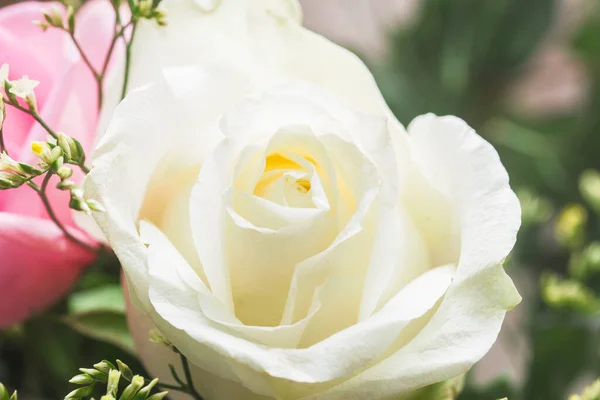 Close Uma Rosa Branca — Fotografia de Stock