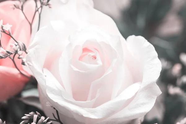 Közelkép Egy Fehér Rózsáról — Stock Fotó