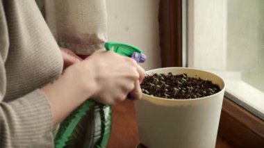 Küçük Basil 'in HD Macro görüntüsü büyüyor. Sprey Şişe 'den Bahçıvan Sulama Yeşilliği. Yeşil filizlere su serpiyorum. Evde Bahçe Bitkileri Bakımı. Pencere kenarında sağlıklı yiyecekler yetiştiriyorum. Eko