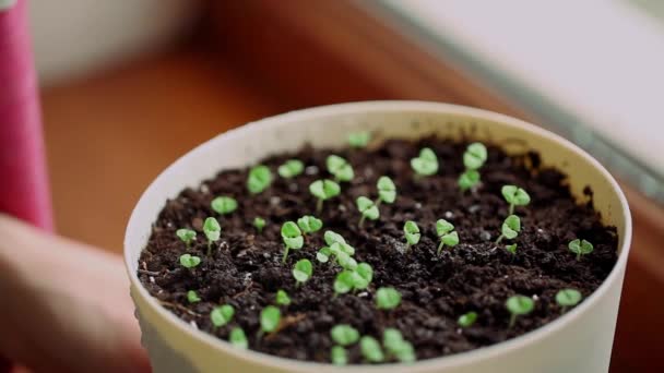 Makró Nézet Kis Bazsalikom Levelek Növekvő Kertész Öntözés Zöldség Spray — Stock videók