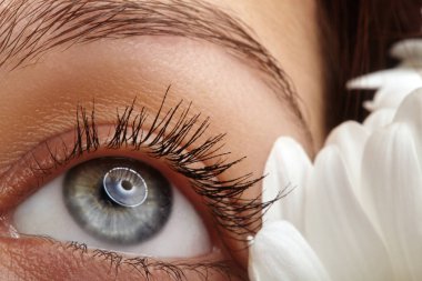 Beyaz kasımpatı yapraklarıyla çevrili, temiz kirpikleri ve sağlıklı derisi olan insan mavi gözünü kapat. Optalmoloji, göz bakımı, tıbbi sağlık ve net doğal görüş kavramı. Açık mavi bir kadın gözünün doğal makyajlı makro fotoğrafı, uzun.