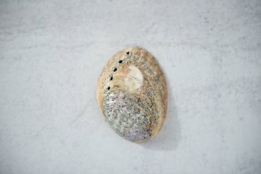 Paua beton görünümlü arka planda cilalanmamış dış kabuk. Kapatın. Paua, deniz kulağı için Maori. Bitmemiş pürüzlü bir yüzey. Doğada bulunur. Gri beton arka planda Paua kabuklarının gölgesi.