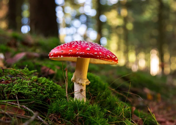 Red Fly Agaric Clearing Forest — Stock Photo, Image