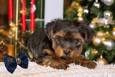 Yorkshire Teriyeri Noel dekorunda