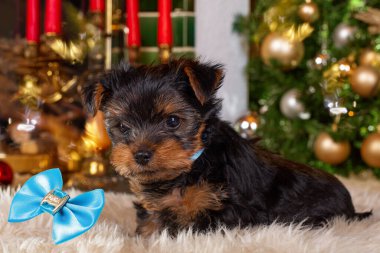 Yorkshire Teriyeri Noel dekorunda