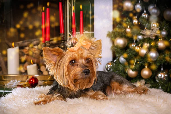 Yorkshire Terrier Dans Décor Noël — Photo