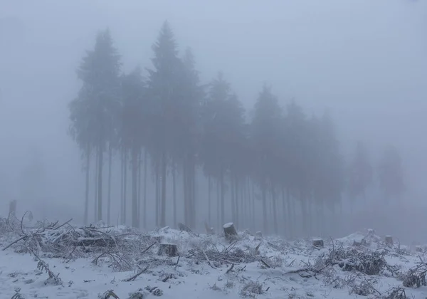 Mglisty Zimowy Poranek Śnieżnym Lesie — Zdjęcie stockowe