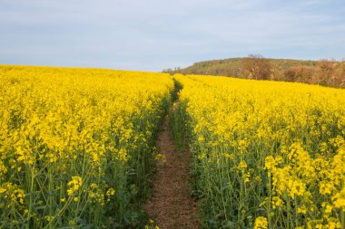 Mavi gökyüzüne karşı açan sarı kolza tohumu tarlaları
